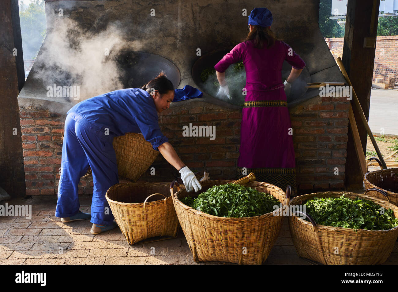 La Chine, le Yunnan, district de Xishuangbanna, séchage de feuilles de thé thé Pu'er Banque D'Images