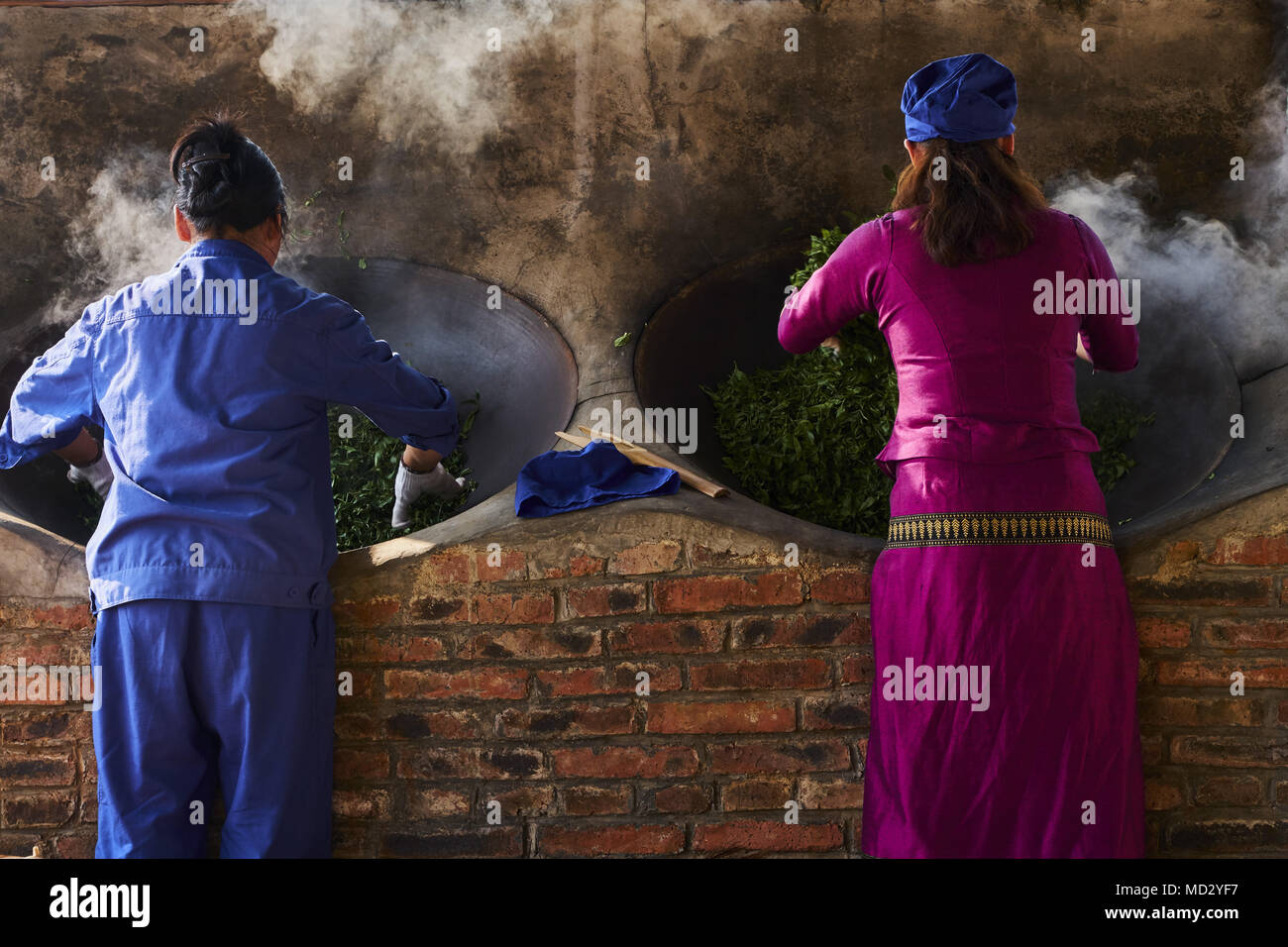 La Chine, le Yunnan, district de Xishuangbanna, séchage de feuilles de thé thé Pu'er Banque D'Images