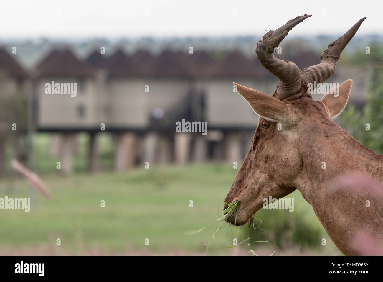 Et les antilopes bubales kudus des savanes herbivores Tsavo East Banque D'Images