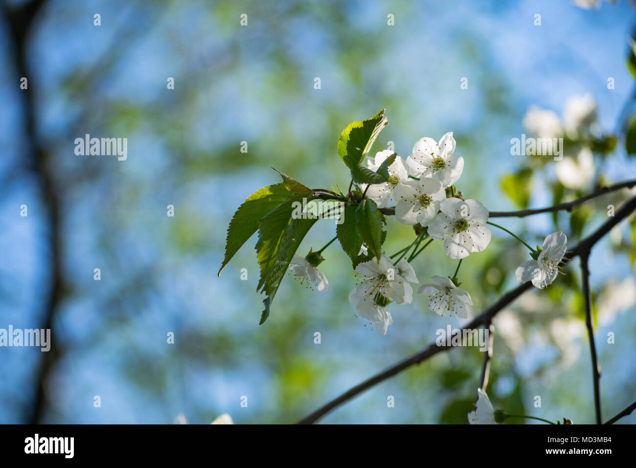 Głębowice, Pologne. 18 avril, 2018. Merisier (Prunus avium L.). Printemps ensoleillé. Les cerisiers fleurissent dans toute leur splendeur. Credit : w124merc / Alamy Live News Banque D'Images
