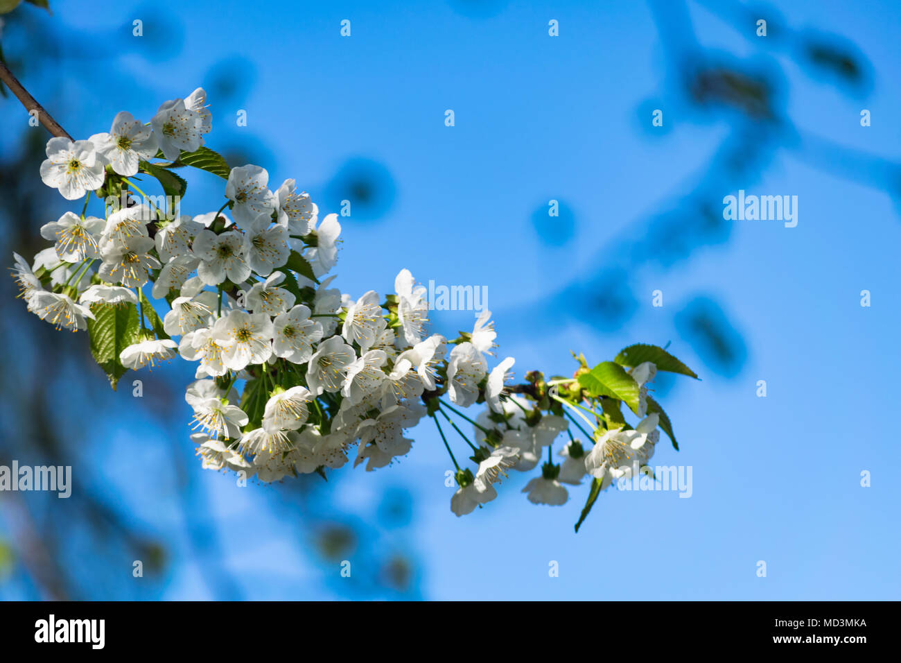 Głębowice, Pologne. 18 avril, 2018. Merisier (Prunus avium L.). Printemps ensoleillé. Les cerisiers fleurissent dans toute leur splendeur. Credit : w124merc / Alamy Live News Banque D'Images