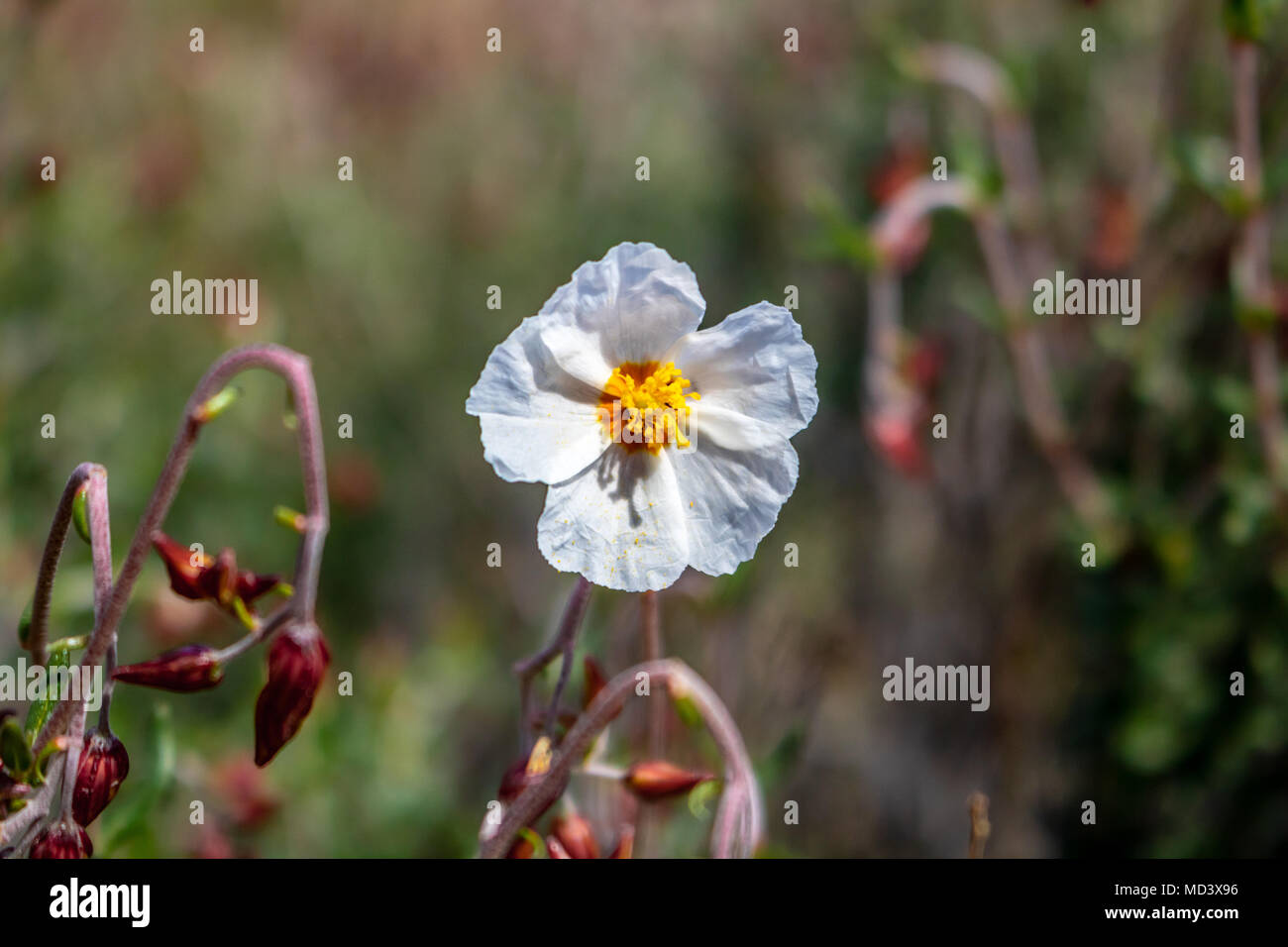 Un peu de fleur. Cistus monspeliensis, connu sous le nom commun de Ciste de Montpellier. Banque D'Images