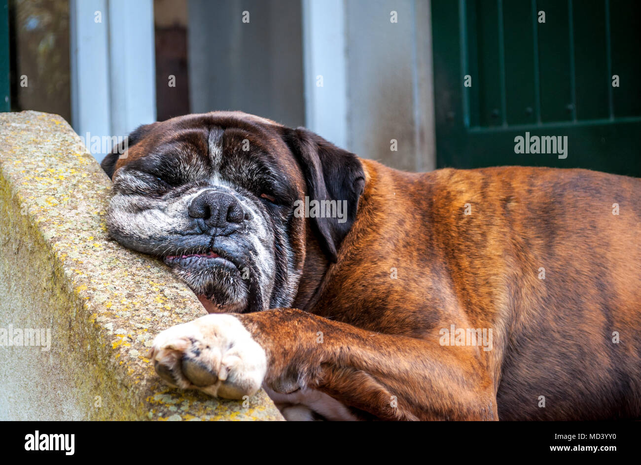 Boxer Dog Allemand De Dormir Dans Le Jardin Avec Drole De Visage Photo Stock Alamy