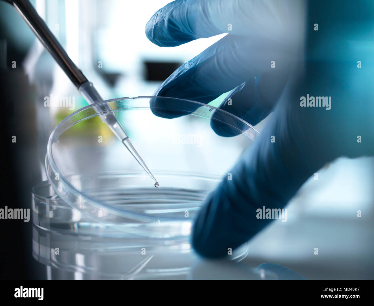 Le pipetage scientifique d'échantillon dans un laboratoire en boîte de Petri Banque D'Images