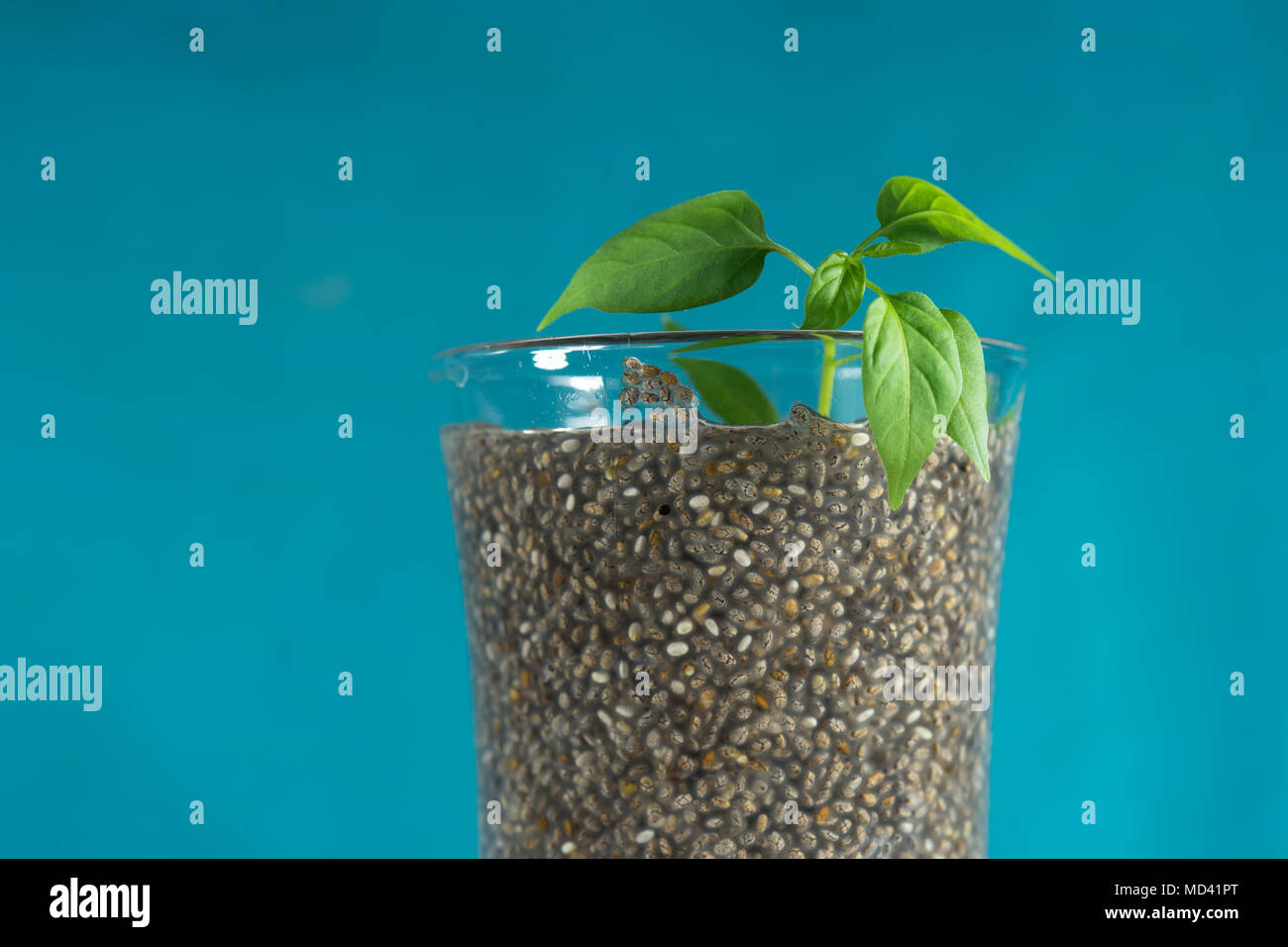 Verre verre rempli de grains et Chia gonflé green sprout sur fond bleu. Banque D'Images