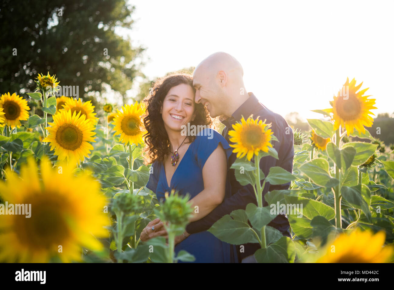 Couple dans champ de tournesols, hugging Banque D'Images