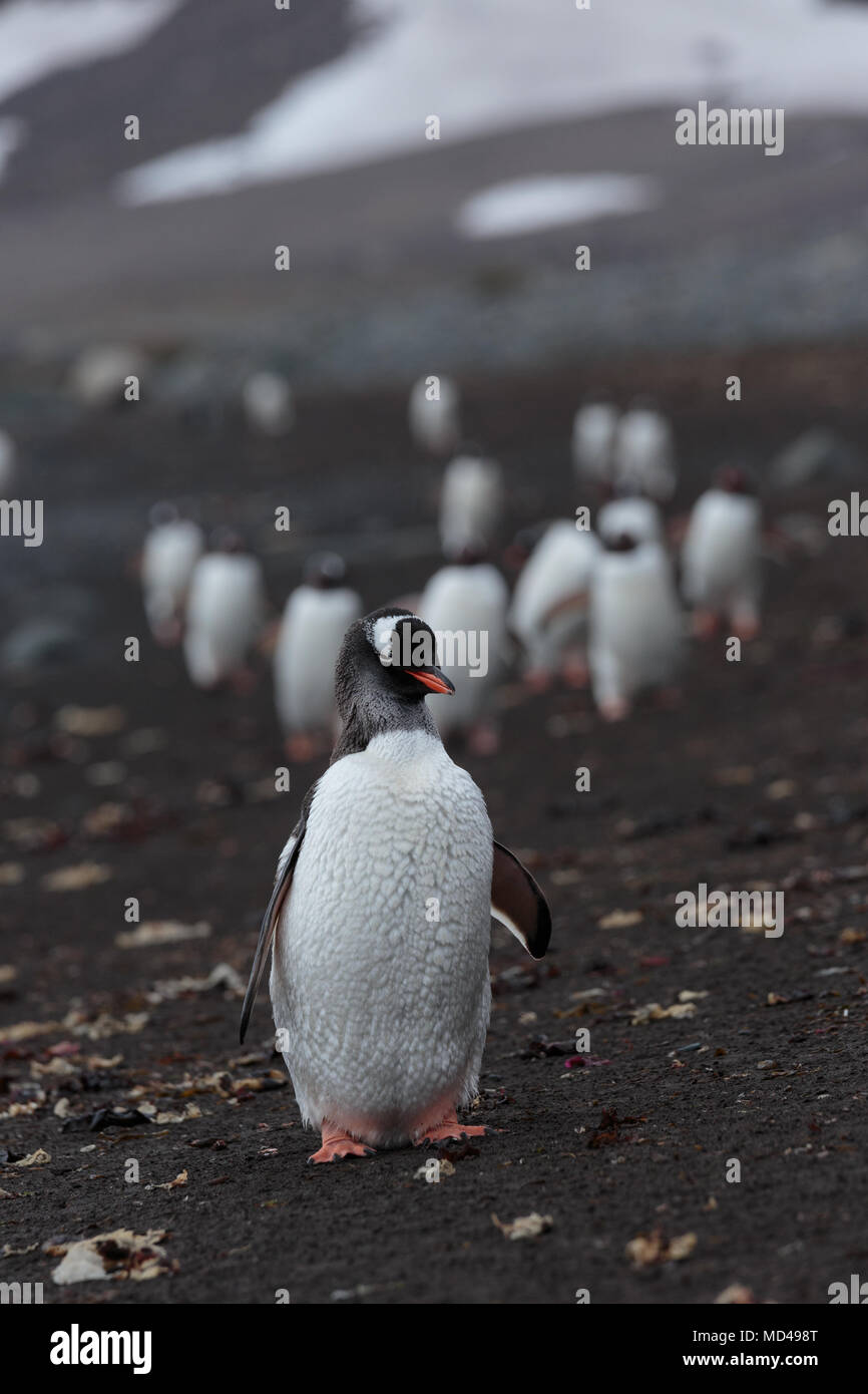 Un penguin mène une longue procession le long d'une plage de sable volcanique noir sur la péninsule Antarctique Banque D'Images