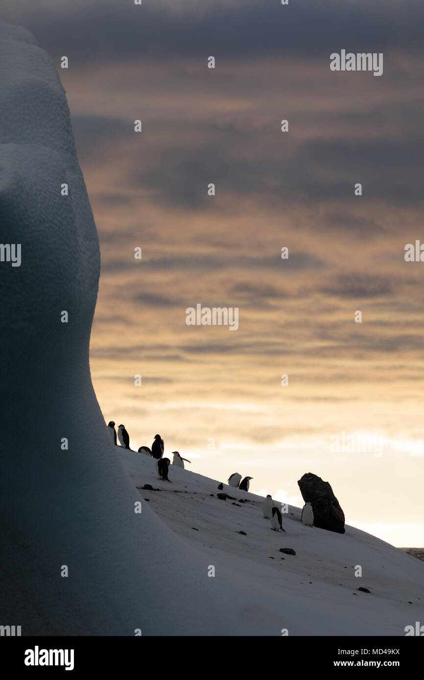 Les pingouins se perchent sur le côté d'un iceberg avec un gros rocher embedded au large de l'île de la déception, de l'Antarctique Banque D'Images