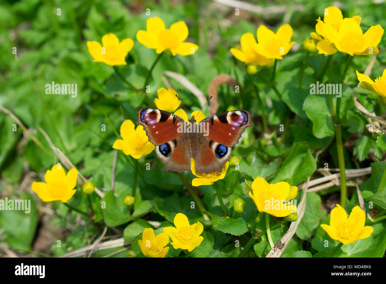 Papillon Paon européen (Aglais Io) Banque D'Images