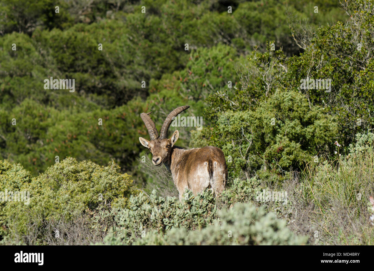 Ibex Espagnol Espagnol, chèvre sauvage, ou chèvre sauvage ibérique Capra pyrenaica, Sierra de Mijas, Andalousie, espagne. Banque D'Images