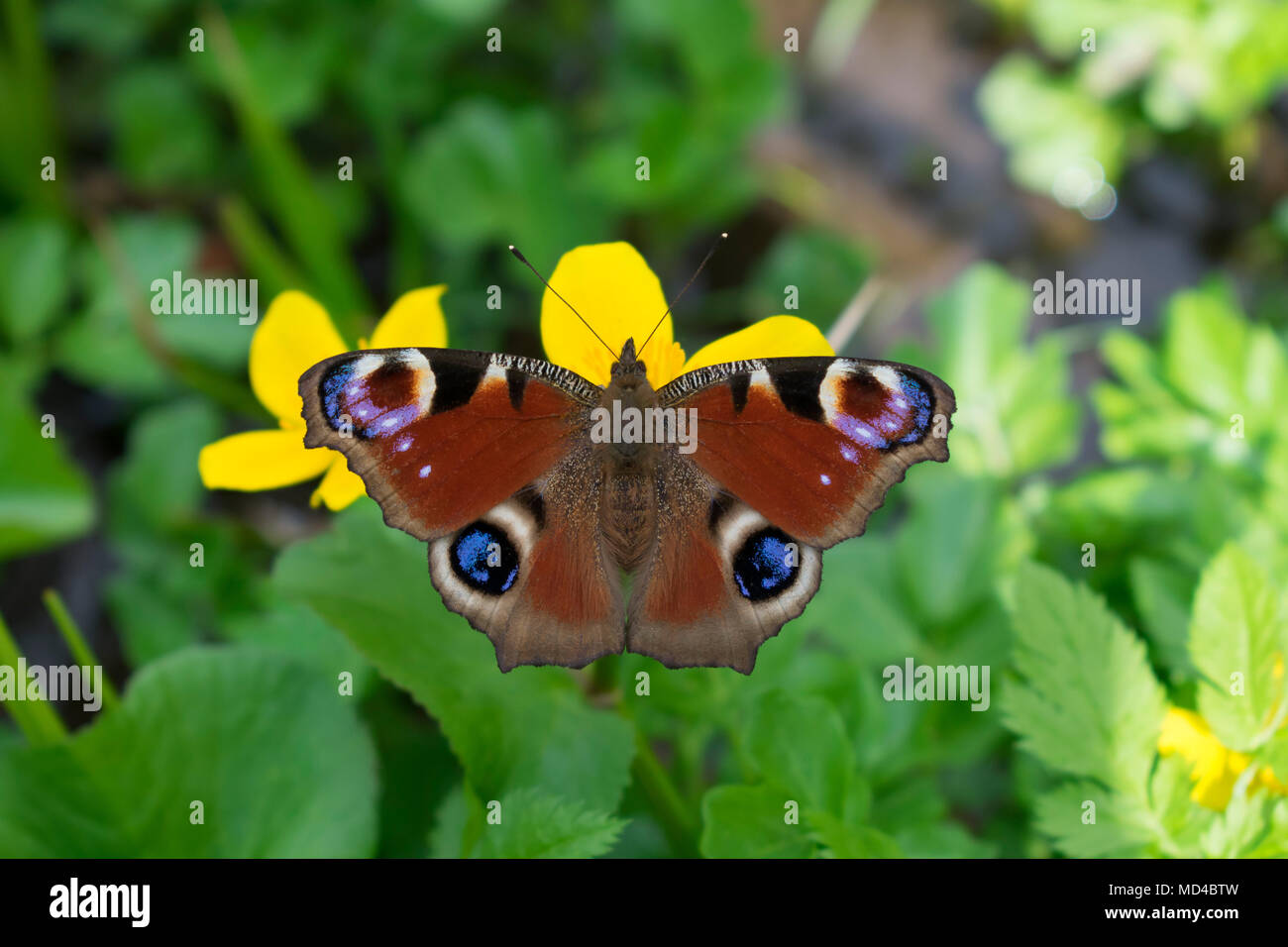 Papillon Paon européen (Aglais Io) Banque D'Images