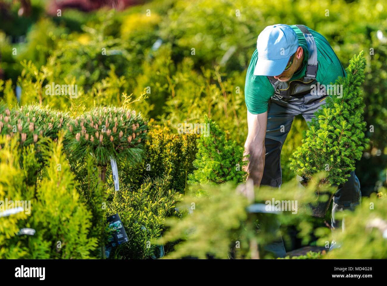 L'achat de nouvelles plantes jardinier caucasienne dans son jardin préféré Store. Banque D'Images