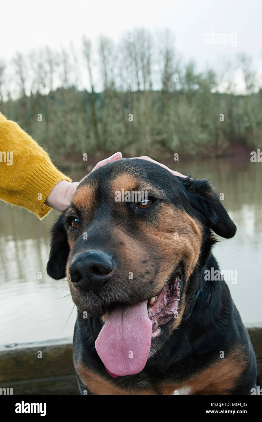Une femme de flatter son chien heureux avec sa langue traîner. Banque D'Images