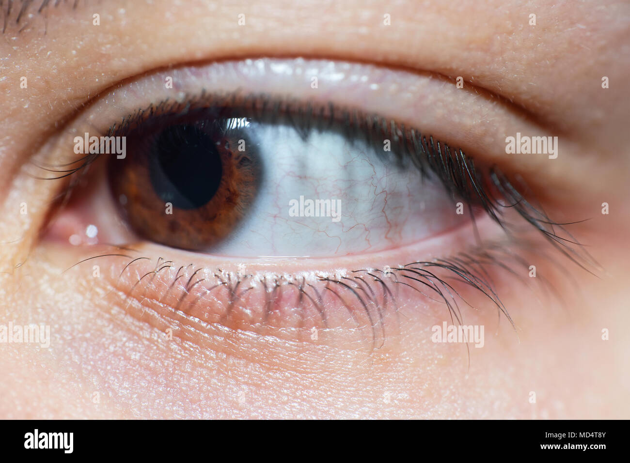 Portrait of Female Brown Eye Looking Away Banque D'Images