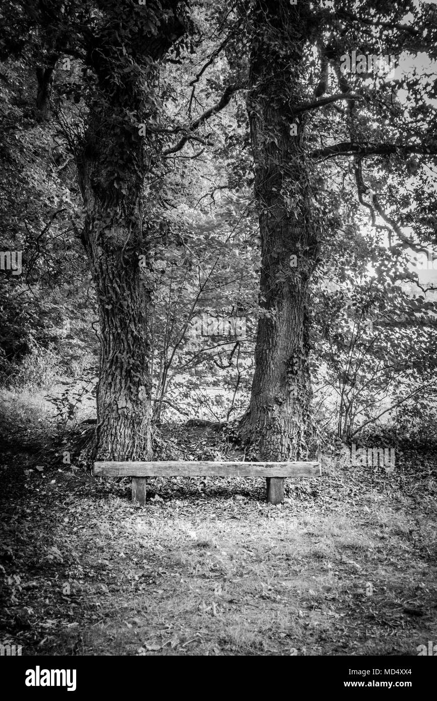 Vue sur les arbres et les vieilles maisons en bois, en forêt, Bretagne, France Banque D'Images