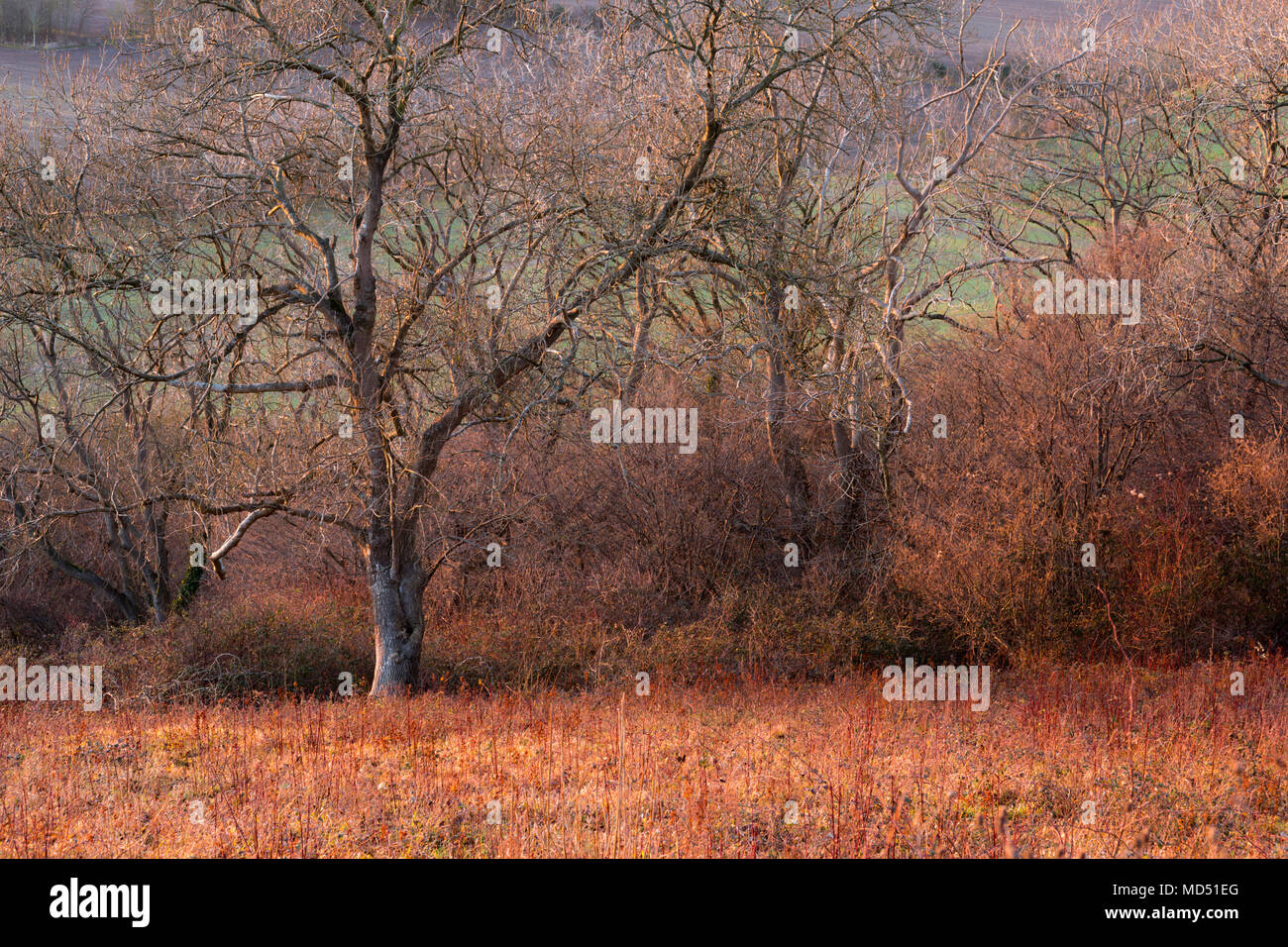 Coucher du soleil orange lumineux de la lumière sur l'hiver des arbres et des prairies à l'auge de pétrissage Devli, Wye Downs, Wye, Kent, UK. Banque D'Images