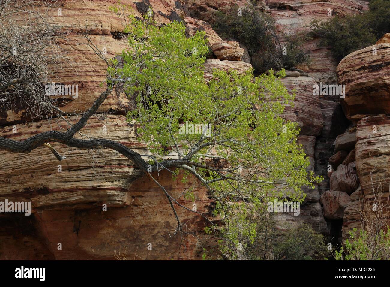 Lone Tree, Red Rock Canyon National Conservation Area, Las Vegas, Nevada Banque D'Images
