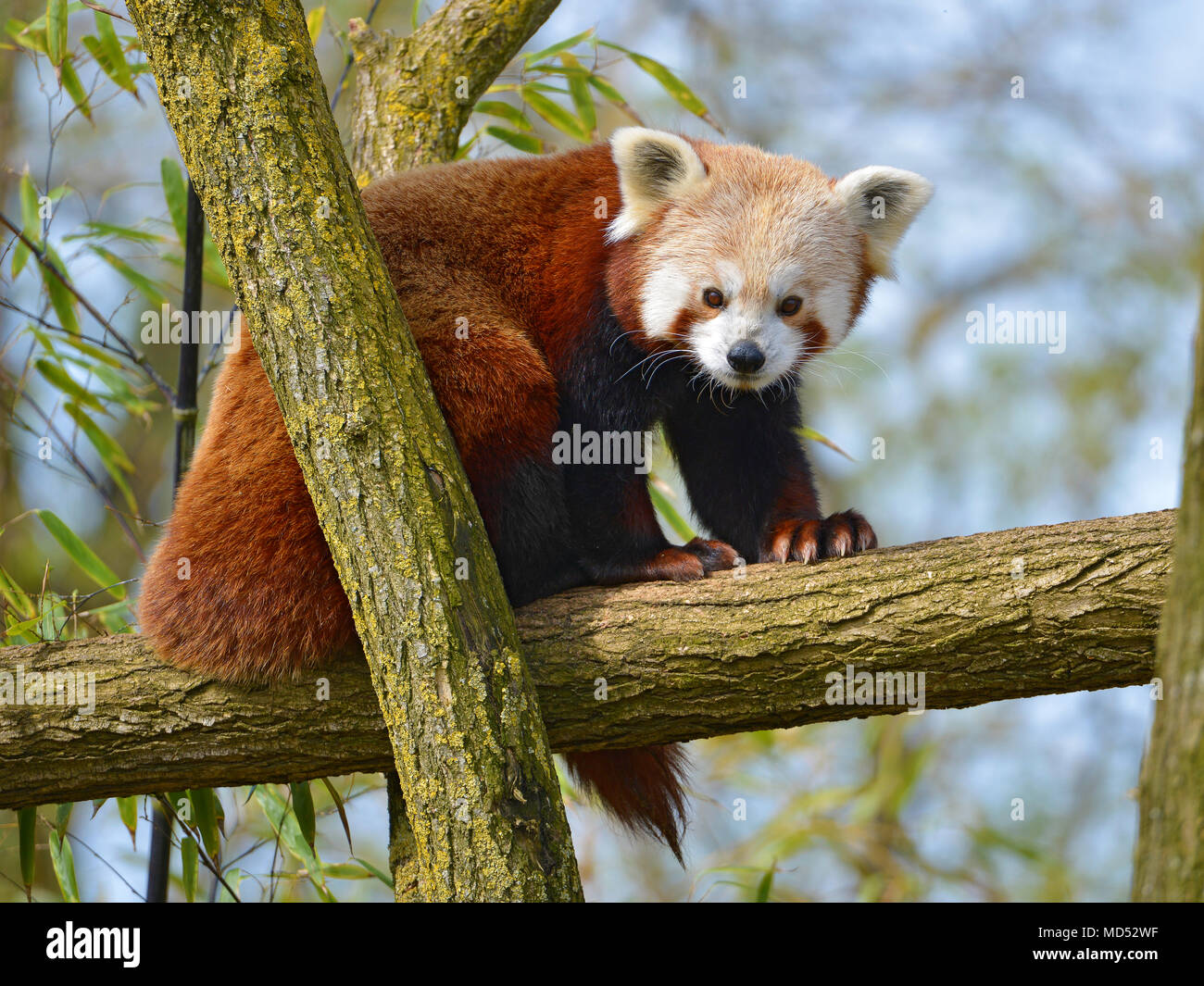 Le panda rouge (Ailurus fulgens) sur une branche arbre Banque D'Images