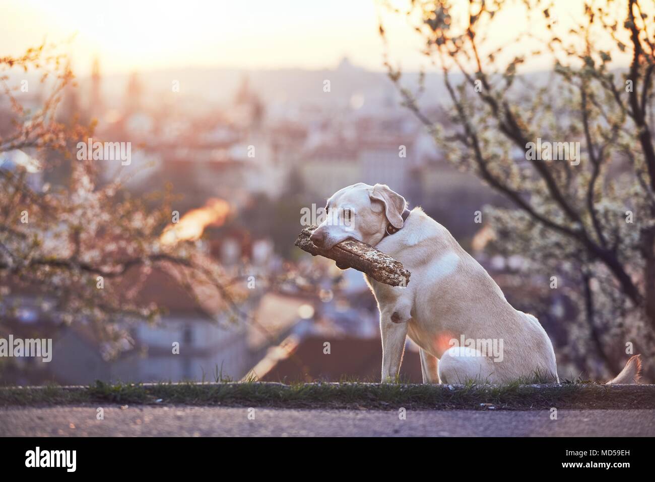 Chien dans la nature au printemps. Labrador retriever holding stick en bouche contre city au lever du soleil. Prague, République tchèque. Banque D'Images