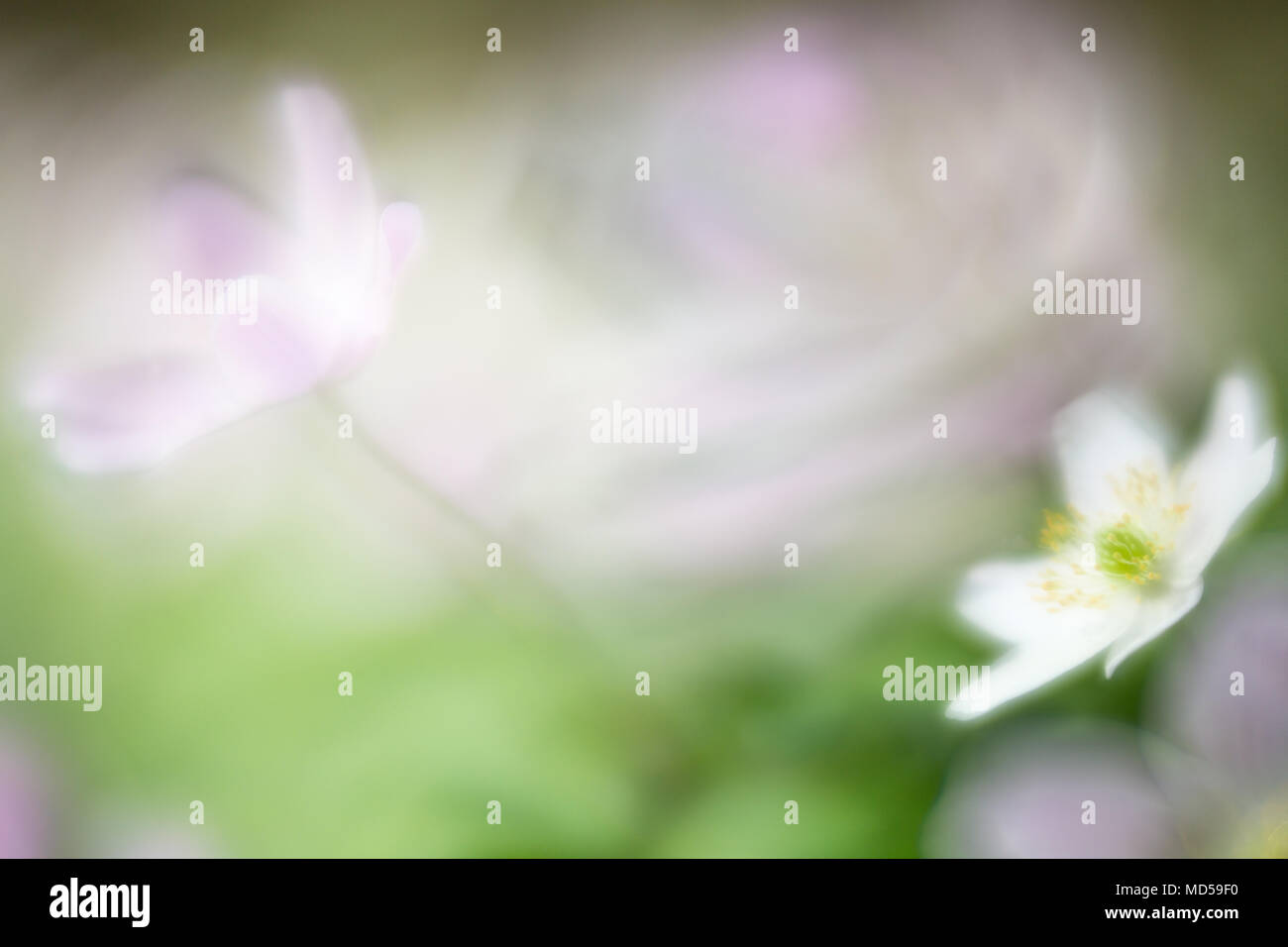 Anémone Des Bois Chite Et Rose Au Début Du Printemps Une