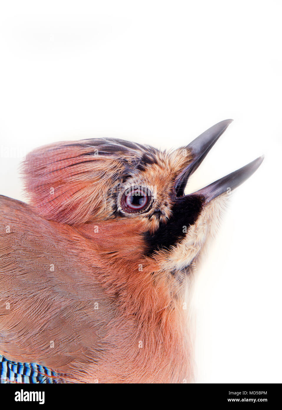 Jay Commun Garrulus Glandarius Oiseau Sur Fond Blanc