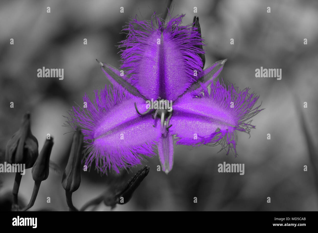 Libre tourné d'une seule fleur de la frange commun-lily, Thysanotus tuberosus, endémique à l'Australie, fond noir et blanc Banque D'Images