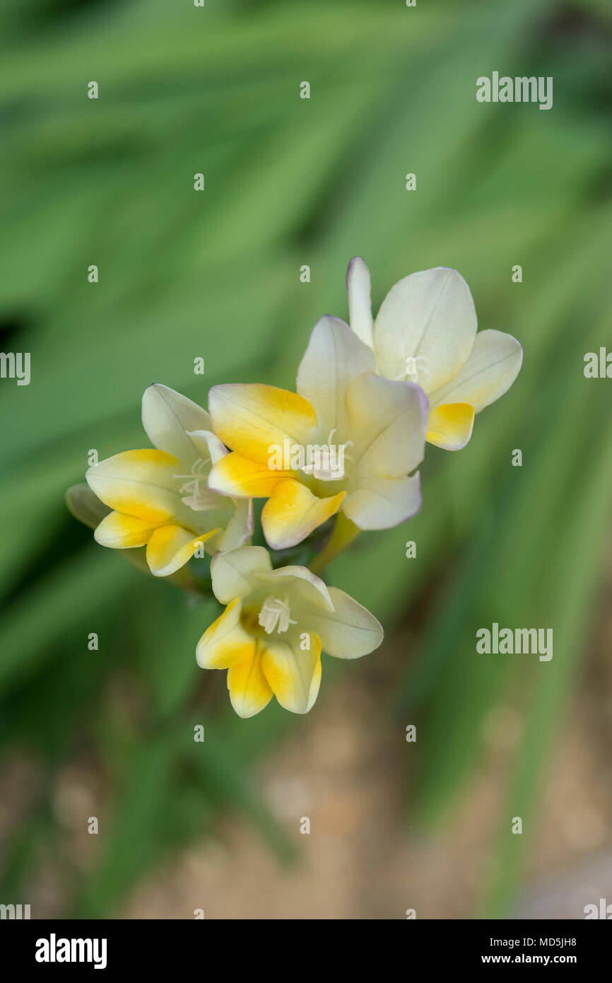 Fleurs de freesia Laxa Banque D'Images