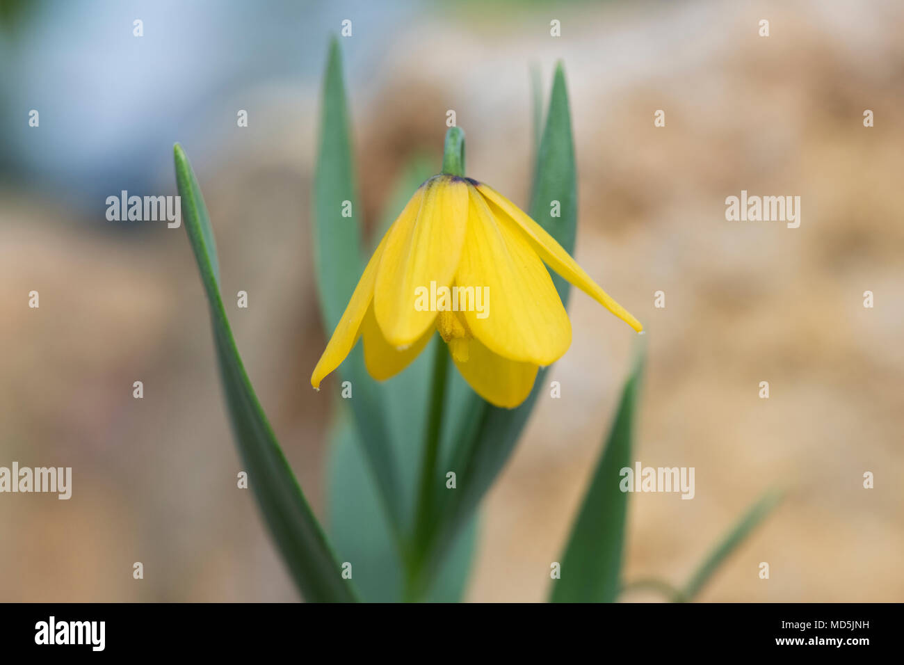 Fritillaria carica subsp. serpenticola Fritillary fleur en RHS Wisley alpine house. Surrey, UK Banque D'Images