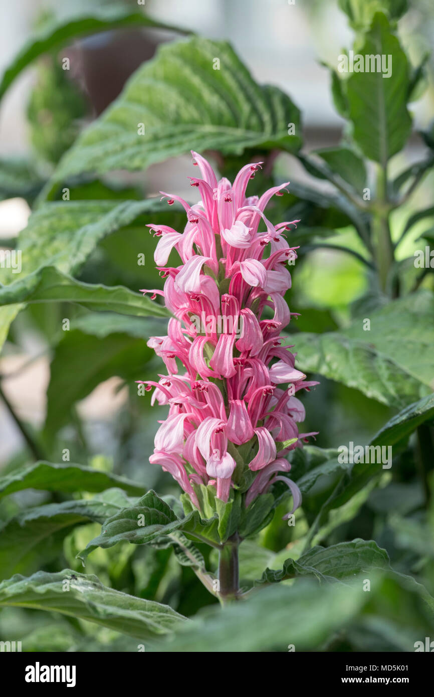 Justicia carnea. Fleur plume brésilien Banque D'Images