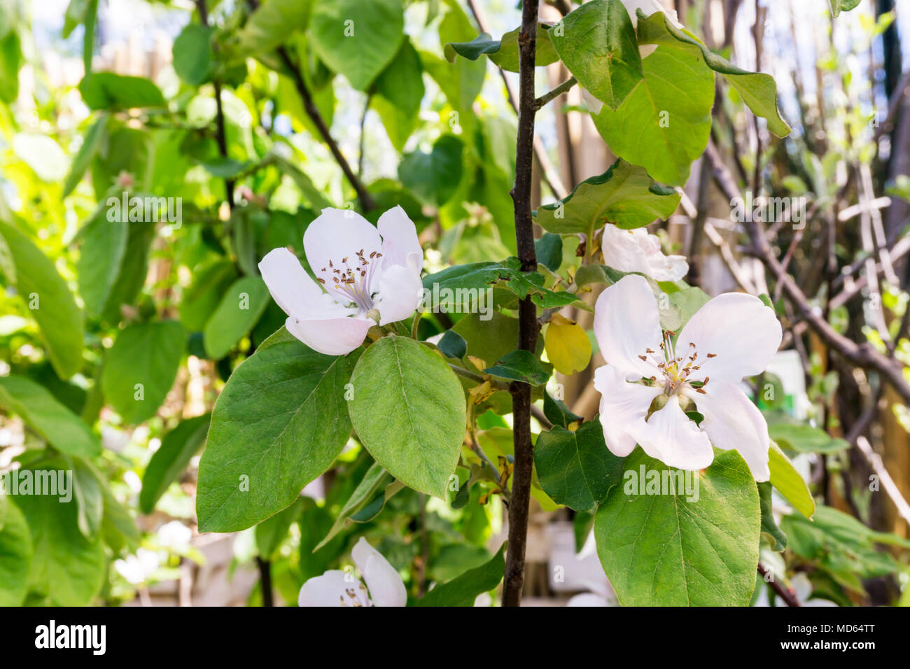 Fleurs du cognassier, Cydonia oblonga 'Champion'. Banque D'Images