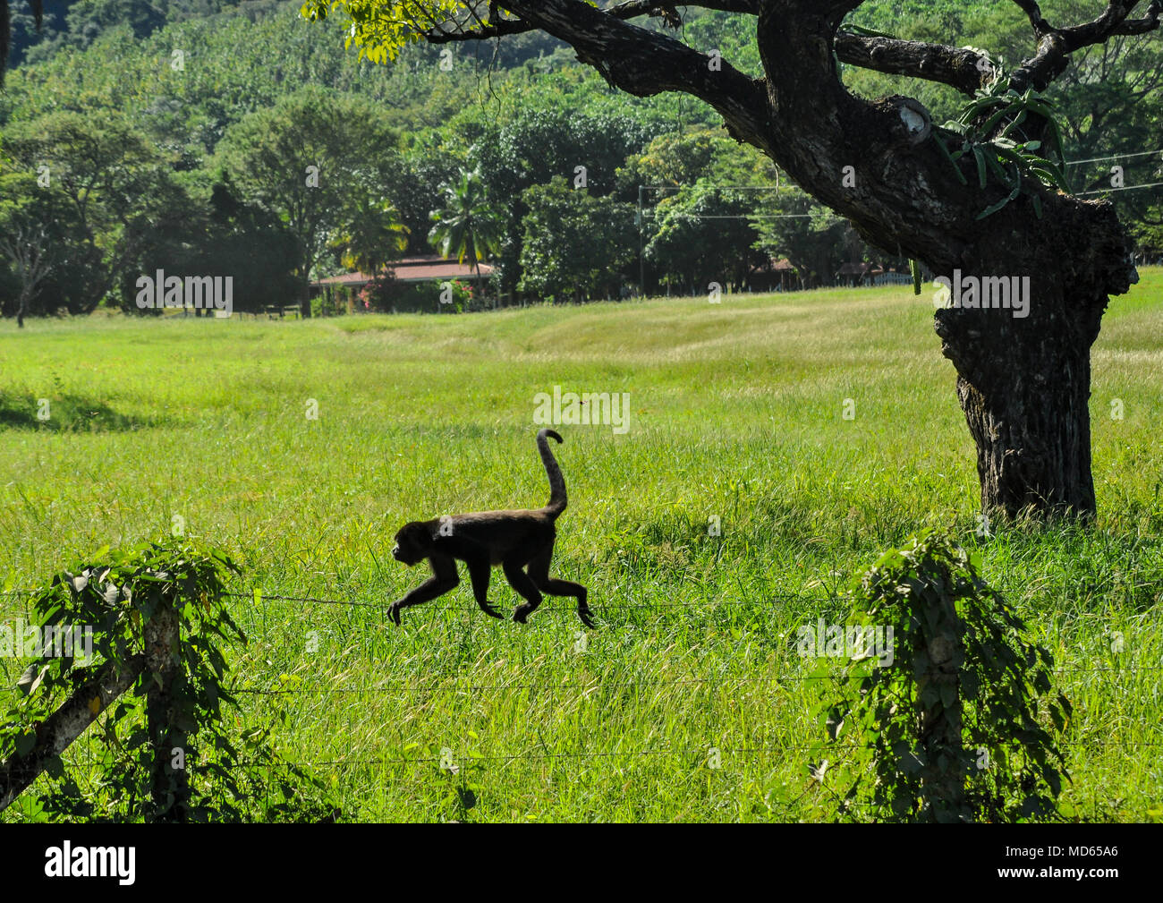 Singe hurleur marche sur une clôture en fil barbelé au Costa Rica avec ses tale gondolé un de palmiers et d'un ranch dans l'arrière-plan Banque D'Images