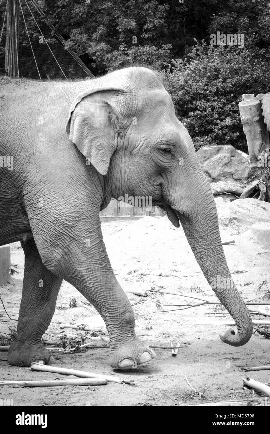 Noir blanc éléphant au zoo Banque D'Images