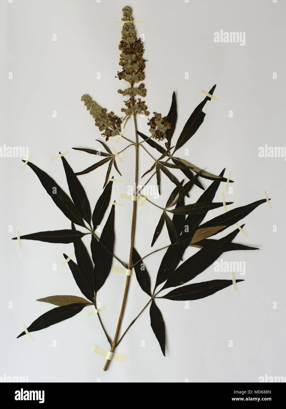 Feuille d'herbier avec Vitex agnus castus, le gattilier ou Chastberry, famille des Verbénacées Banque D'Images