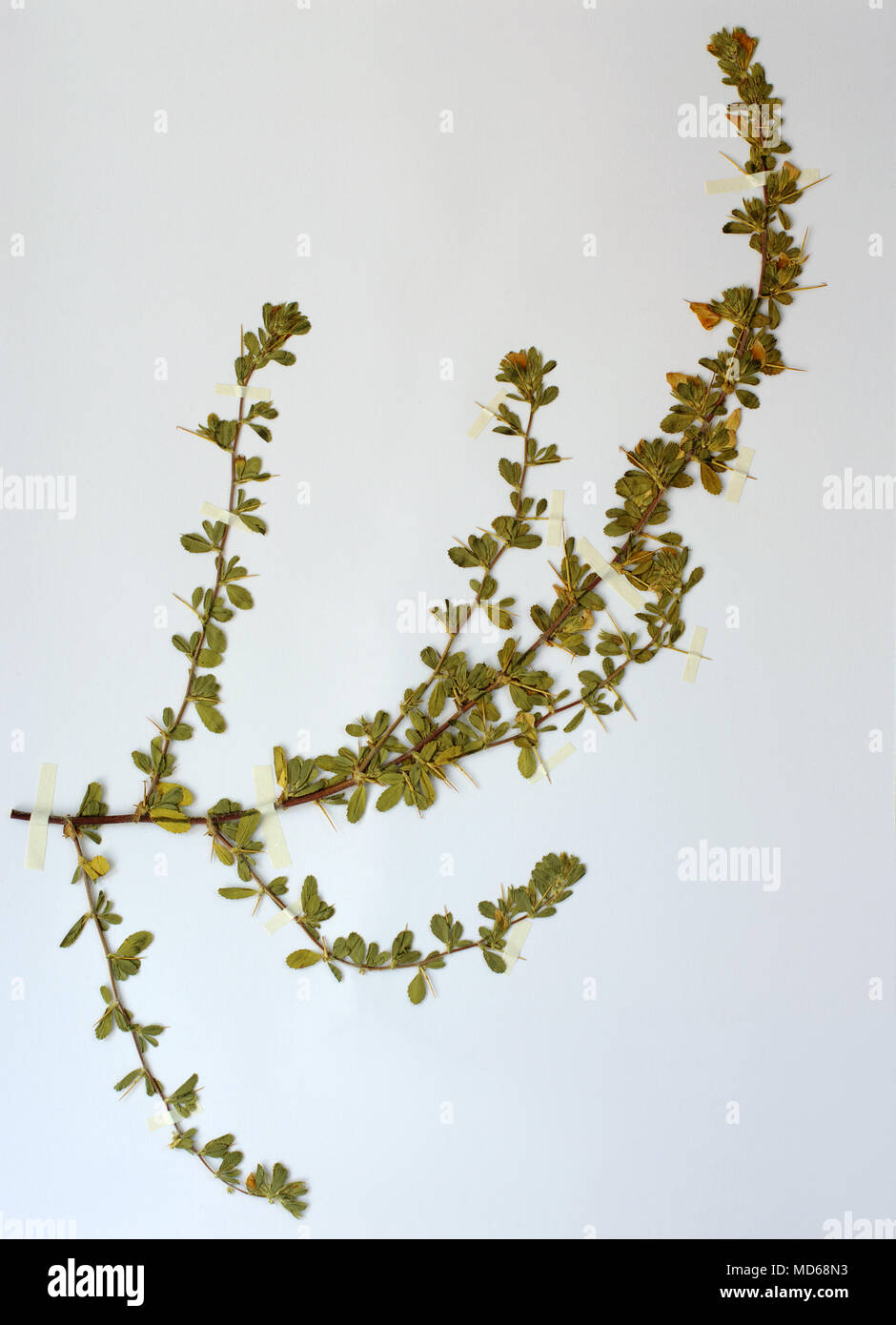 Feuille d'herbier avec Ononis spinosa, la tortue-Restharrow, famille des Fabaceae (Leguiminosae) Banque D'Images