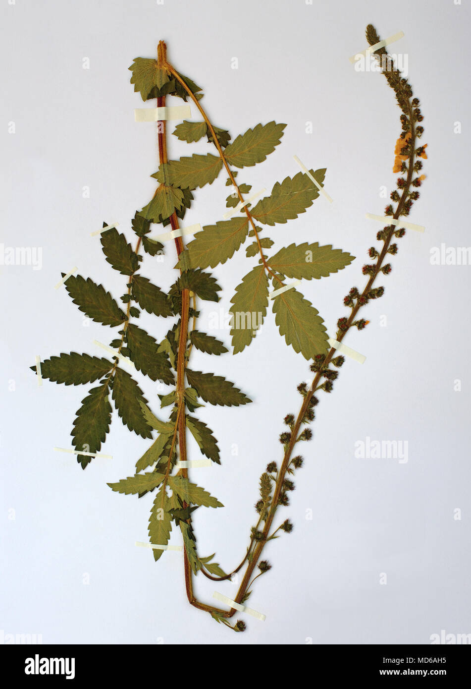 Herbariumsheet avec Agrimonia eupatoria, l'aigremoine commune ou Sticklewort, famille des Rosaceae Banque D'Images