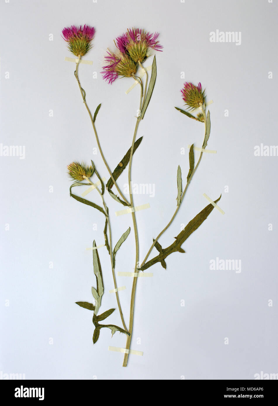 Feuille d'herbier avec Galactites tomentosa, le pourpre chardon chardon de sanglier ou, famille des Asteraceae (Compositae) Banque D'Images