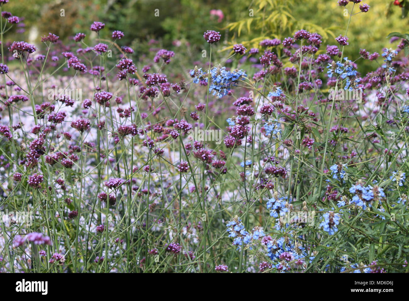 Fleurs sauvages au printemps et en été Banque D'Images