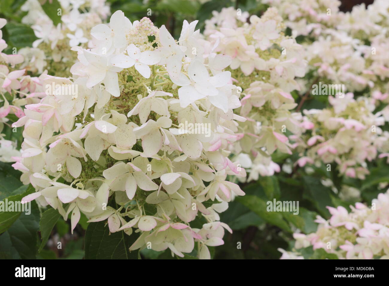 L'Hydrangea 'Starlight' panicluata Fantasy fleurs en pleine floraison dans un jardin anglais à la fin de l'été, UK Banque D'Images