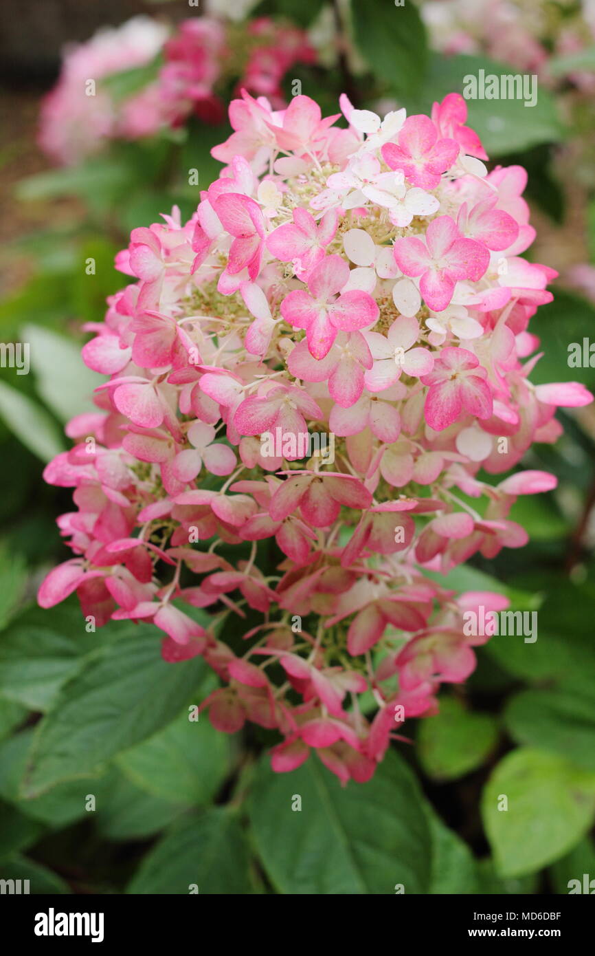 L'Hydrangea paniculata 'Diamant Rouge' en pleine floraison dans un jardin  anglais à la fin de l'été, UK Photo Stock - Alamy