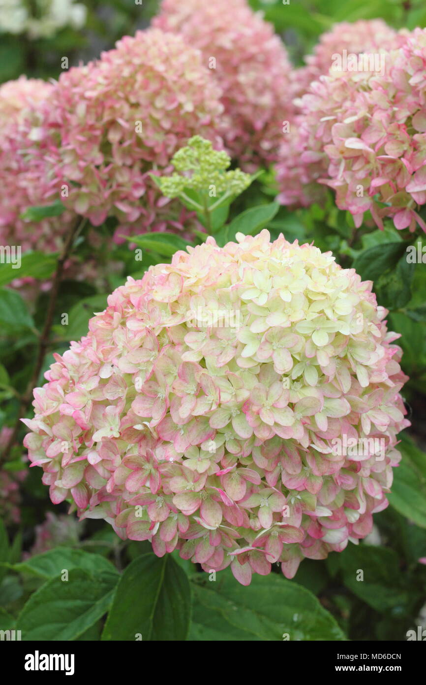 Hydrangea paniculata 'Lime' peu de fleurs en pleine floraison dans un jardin anglais à la fin de l'été, UK Banque D'Images