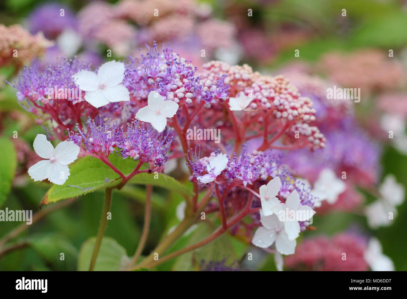 L'Hydrangea aspera Kawakami '' fleur en pleine floraison dans un jardin anglais à la fin de l'été, UK Banque D'Images L'Hydrangea aspera Kawakami '' fleur en pleine floraison dans un jardin anglais à la fin de l'été, UK Banque D'Images