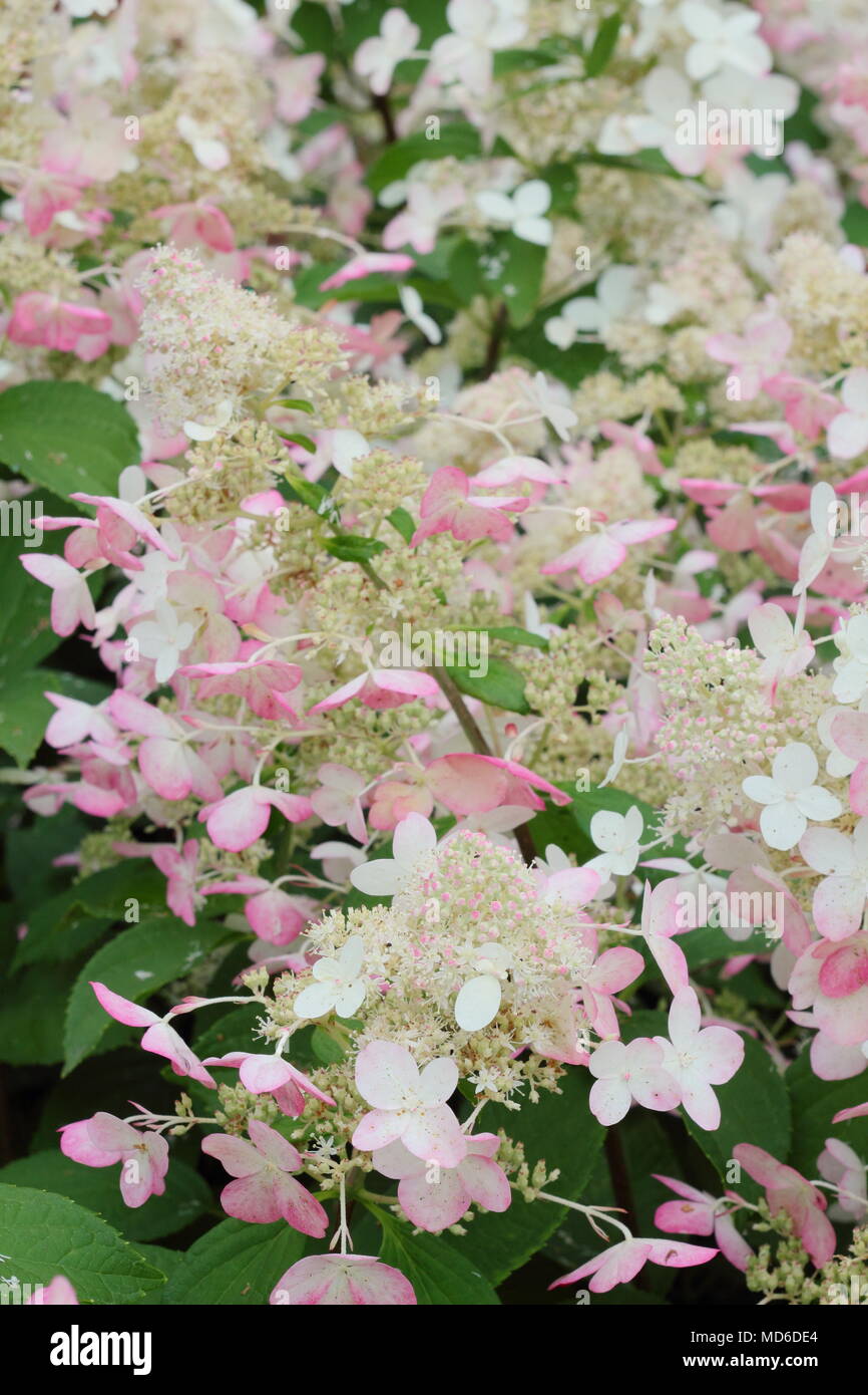 Fleur d'hortensias en fleurs dans un jardin anglais à la fin de l'été, UK Banque D'Images Fleur d'hortensias en fleurs dans un jardin anglais à la fin de l'été, UK Banque D'Images