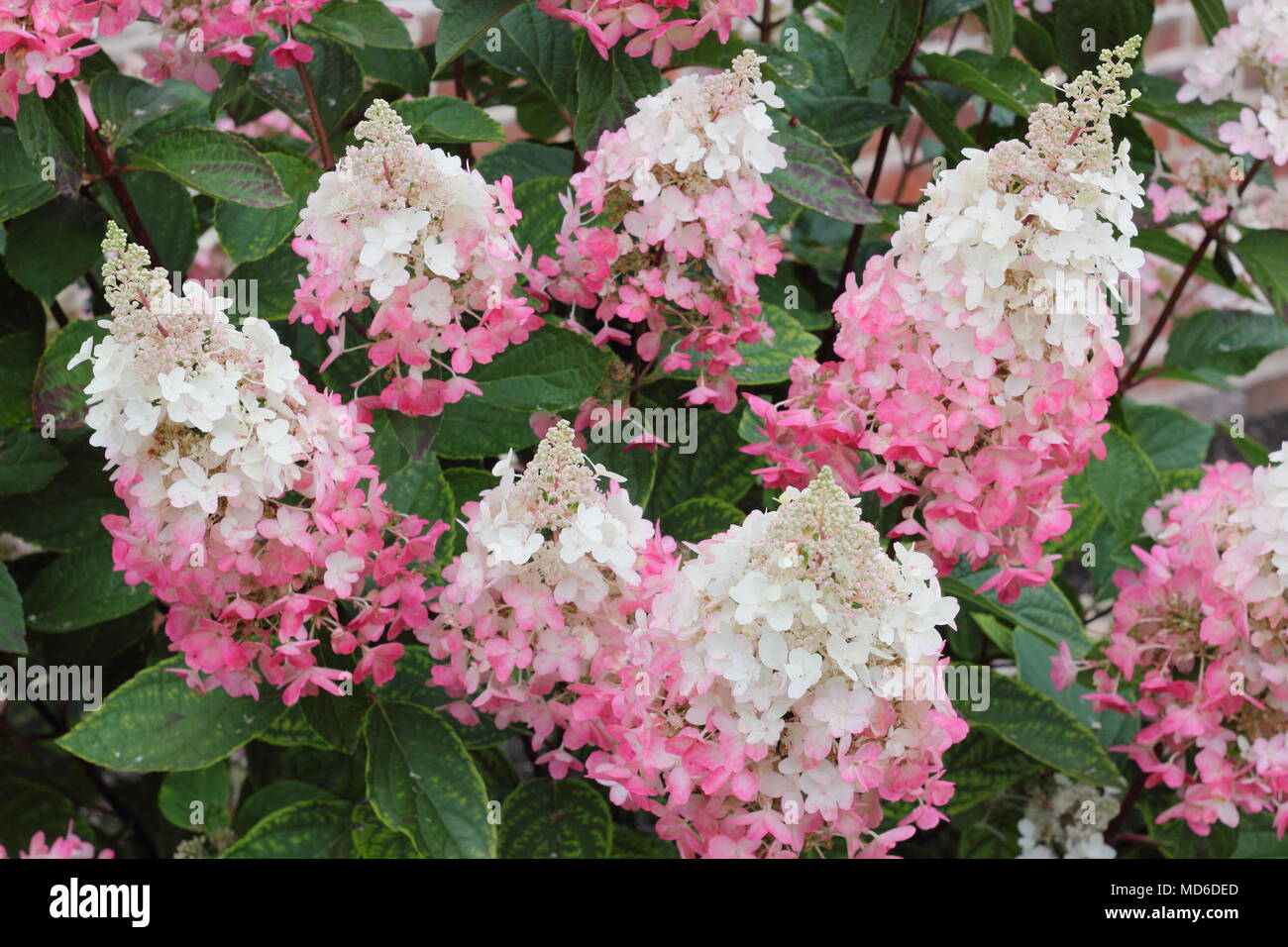 Hydrangea paniculata Pinky Winky' fleurit en pleine floraison dans un jardin anglais à la fin de l'été, UK Banque D'Images Hydrangea paniculata Pinky Winky' fleurit en pleine floraison dans un jardin anglais à la fin de l'été, UK Banque D'Images