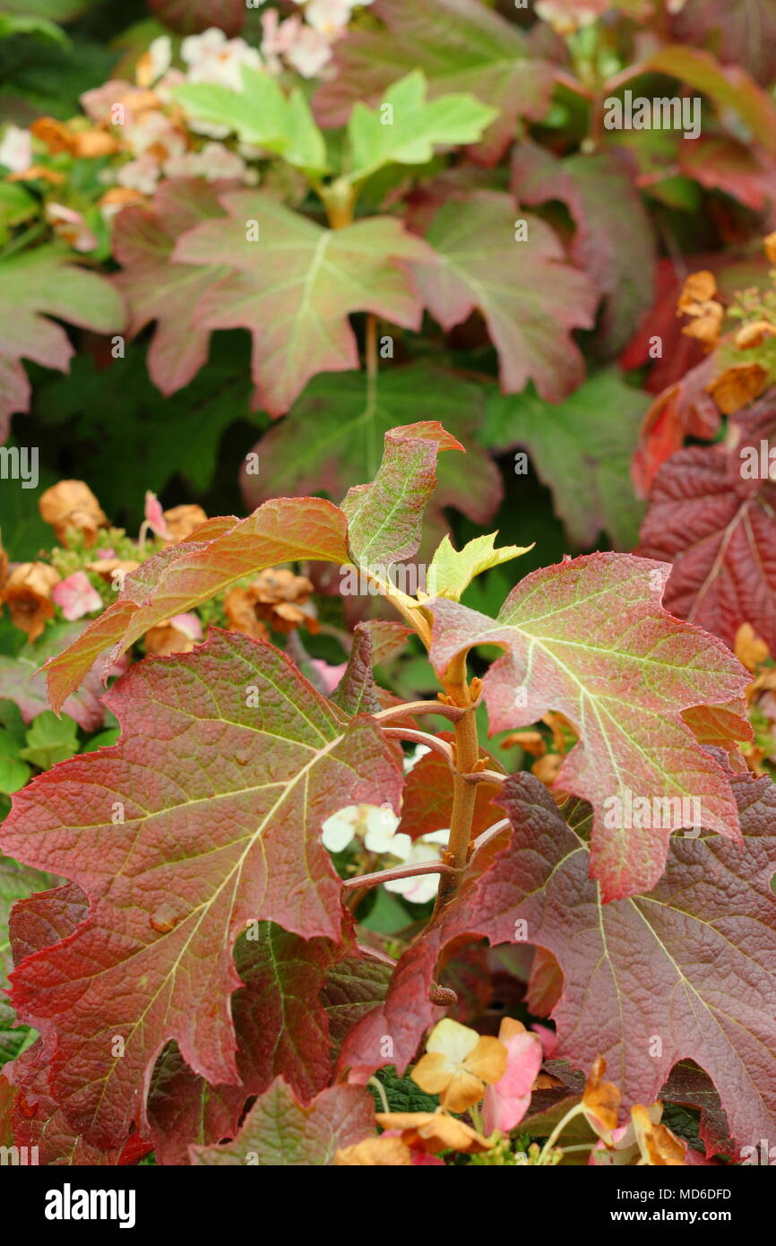 L'Hydrangea quercifolia Burgundy' montrant le feuillage de l'automne dans des teintes d'un jardin anglais, à la fin de l'été, UK Banque D'Images L'Hydrangea quercifolia Burgundy' montrant le feuillage de l'automne dans des teintes d'un jardin anglais, à la fin de l'été, UK Banque D'Images