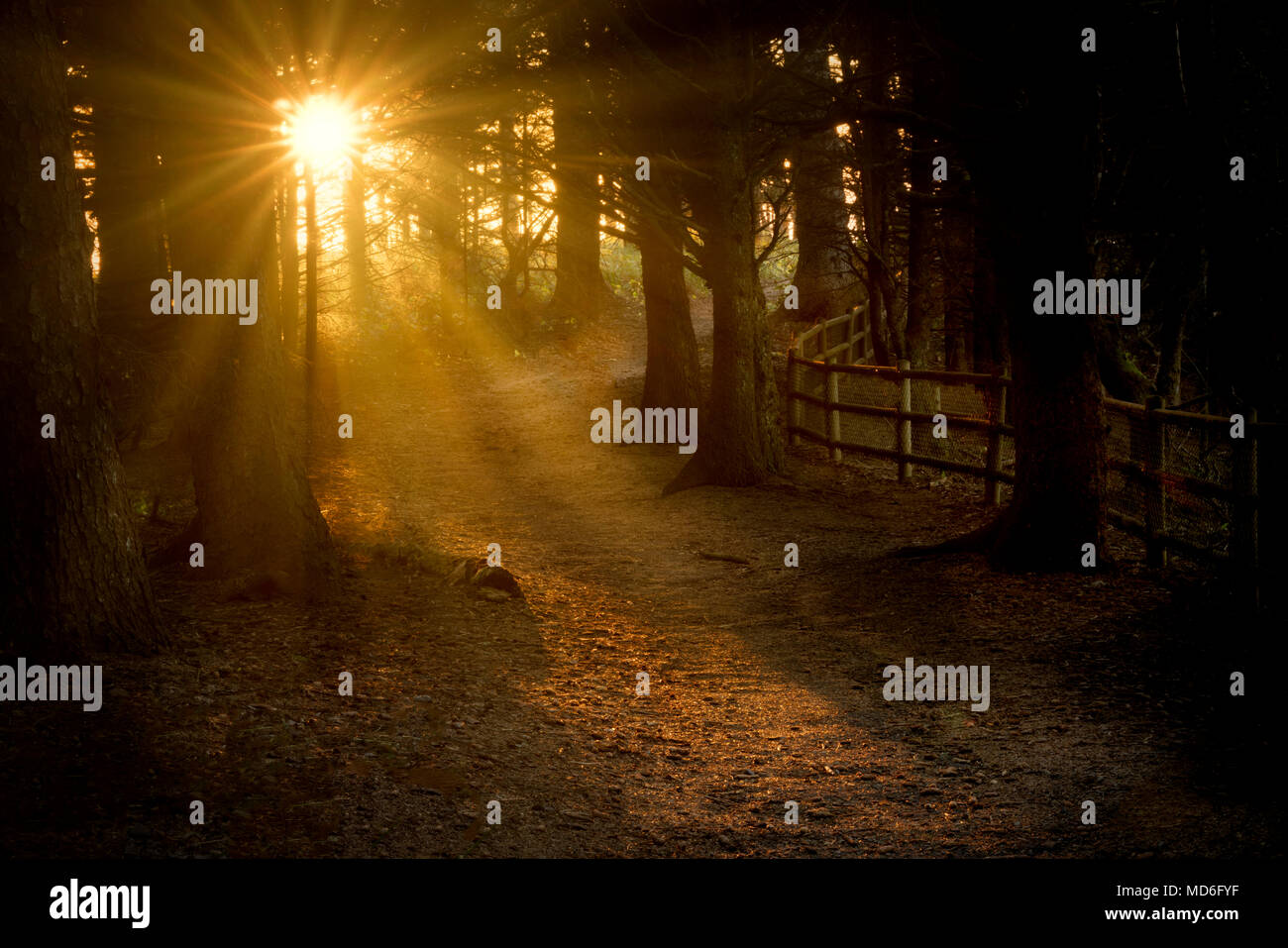 Chemin et coucher du soleil à Arch Rock. Samuel H. Boardman State Park, New York Banque D'Images