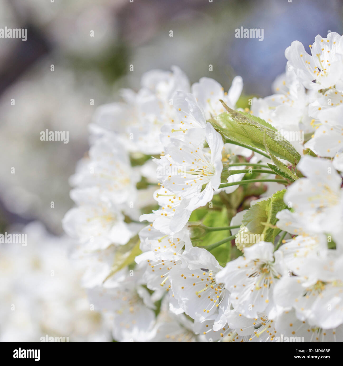 Belles fleurs de cerisier blanc neige un jour de printemps close-up, l'arrière-plan Banque D'Images