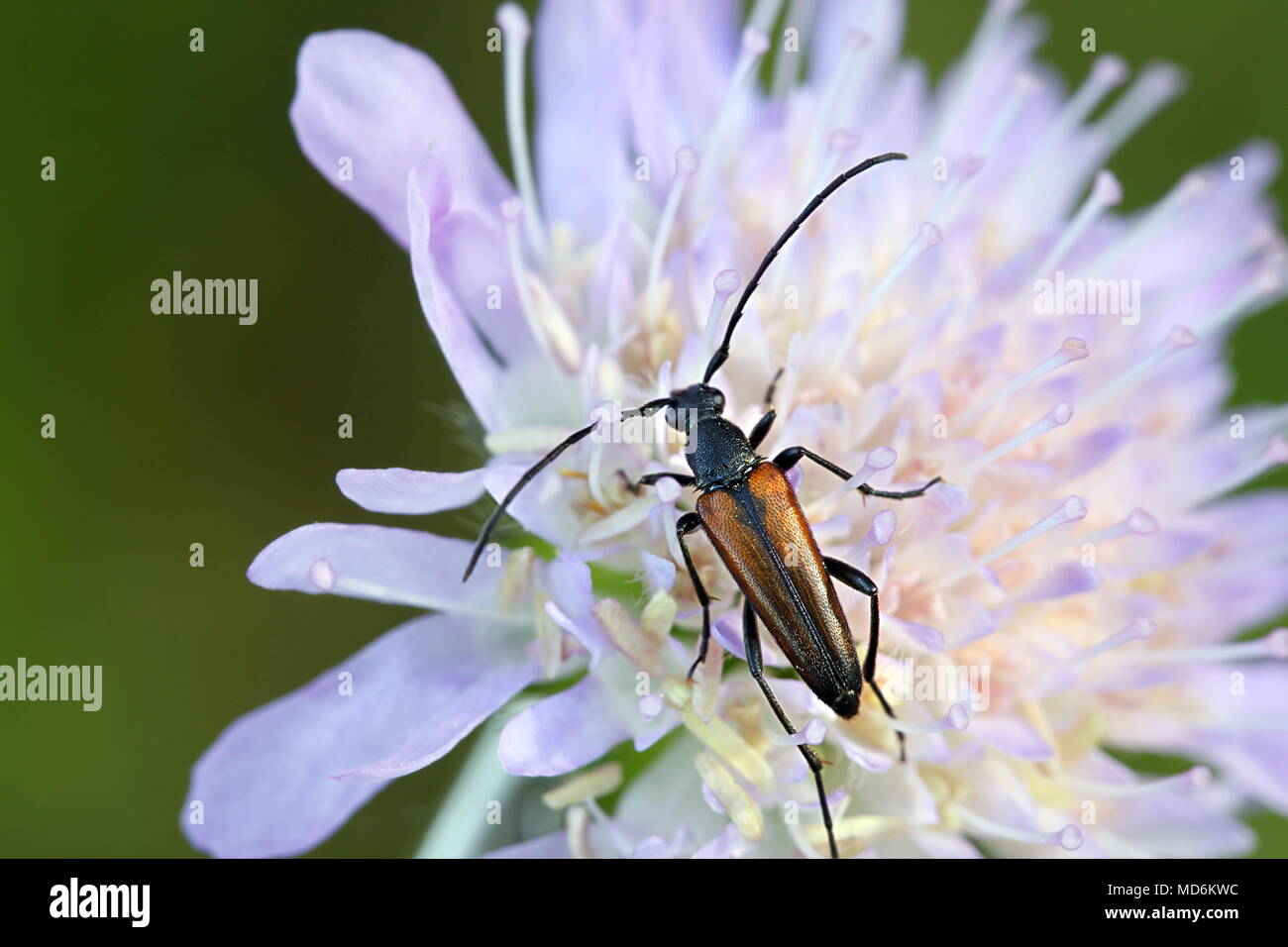 Le longicorne asiatique, Leptura melanura et domaine scabious, Knautia arvensis Banque D'Images