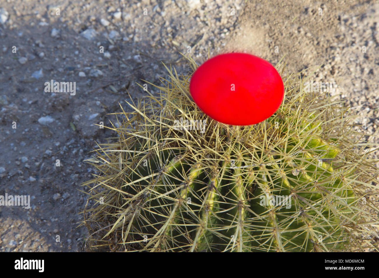 Risque de placement conceptuel et financier environnement défi symbolisé dans red nest assis dans des épines du désert de cactus du fourreau. Banque D'Images