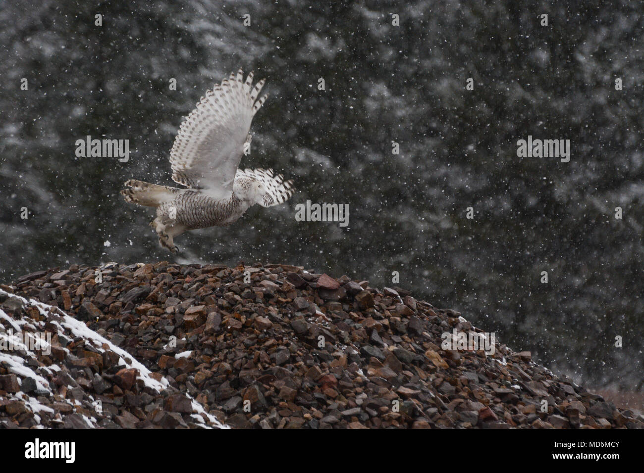 Décollage Snowy Owl Banque D'Images