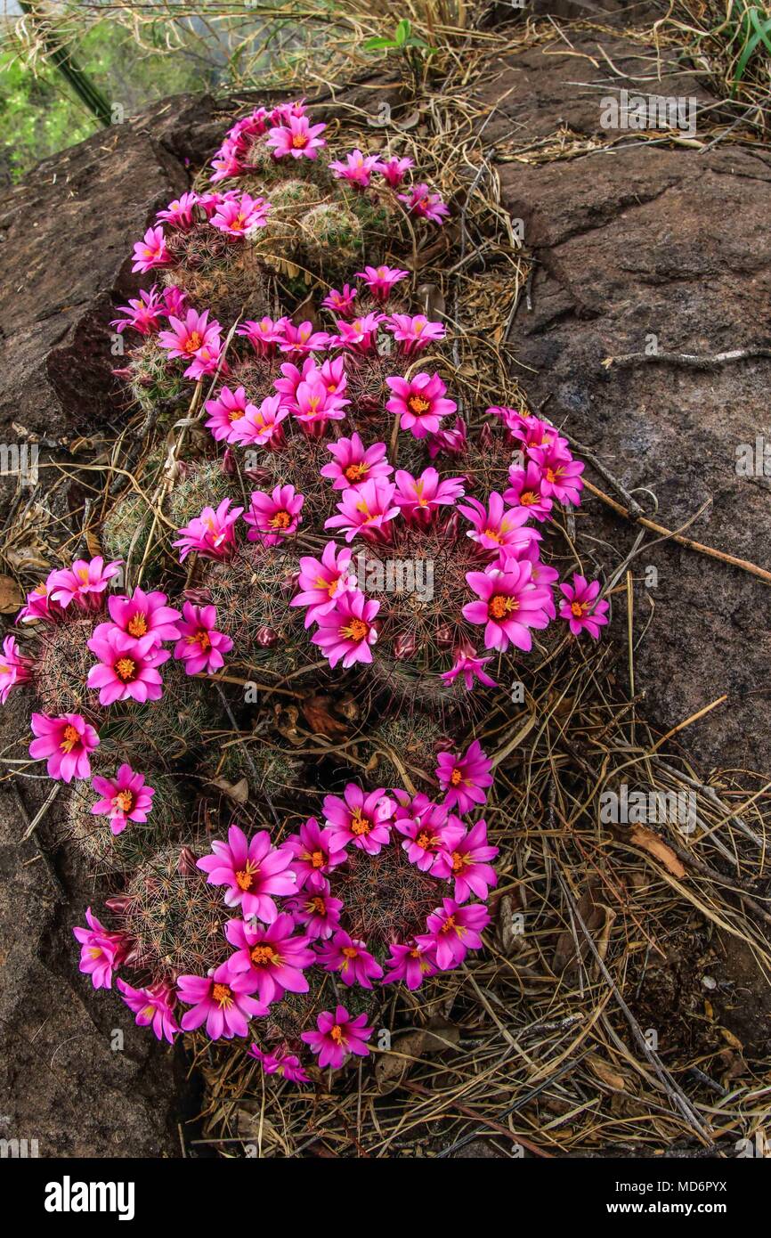 Rio Yaqui, situé dans la municipalité de Soyopa., Sonora, Mexique.** © Foto :/NortePhoto.com LuisGutierrez©Rio Yaqui localizado en el municio de Sonora au Mexique. © Foto :/NortePhoto.com LuisGutierrez© Banque D'Images